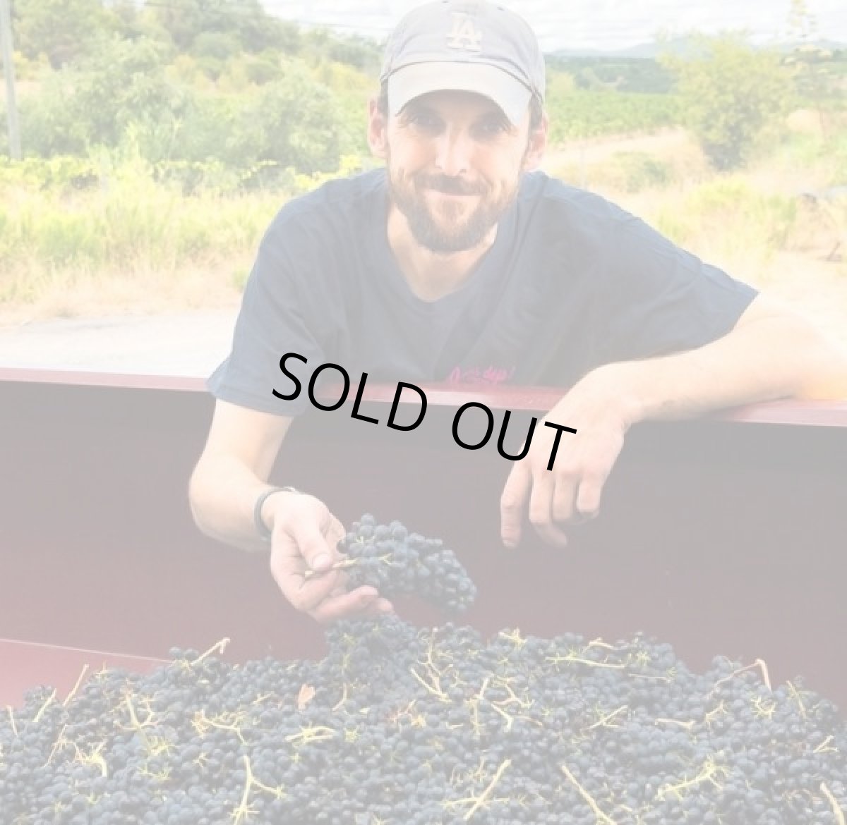 画像5: ナチュール ド テロワール ソーヴィニヨン ブラン オーガニック2020 (5)